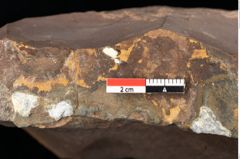 Foto (Detailsansicht) von Quercus palaeoilex Ettingshausen (NHMW-GEO-2024-0188-0823)